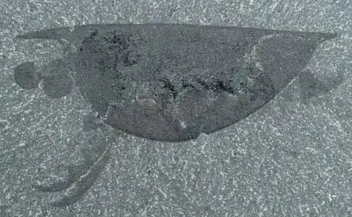 Fossil of Isoxys acutangulus