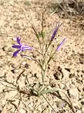 Ixiolirion Tataricum in Deserts of Central Iran