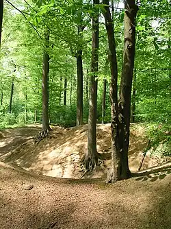 Laerbeek Wood
