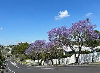 Jacarandas in full bloom, Gordon Park, 2021