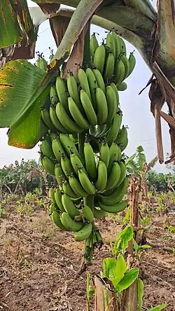 Jalgaon Banana Bunch close-up