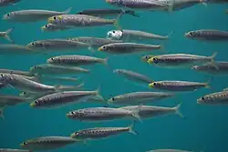 A swimming school of Sardinops sagax