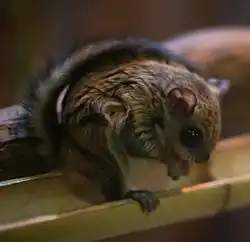 Brown squirrel