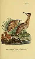 Bitterns. An 1820 illustration (Germany)