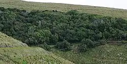Jollies Bush viewed from Summit Road