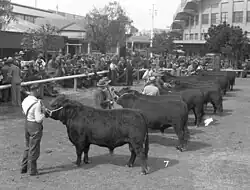 black-and-white photograph of a row of small black bulls, each held on a halter