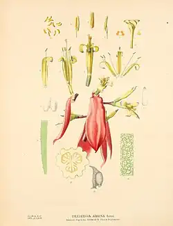 Billbergia amoena