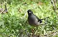 Jungle Myna