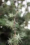Leaves, Tlemcen, Algeria