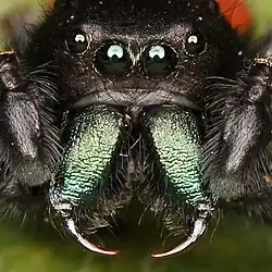 The Fangs in Spiders' chelicerae are so sclerotised as to be greatly hardened and darkened