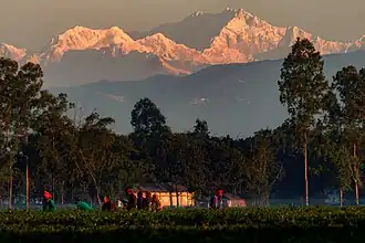 Tea garden in Tetulia, with Kangchenjunga at the background