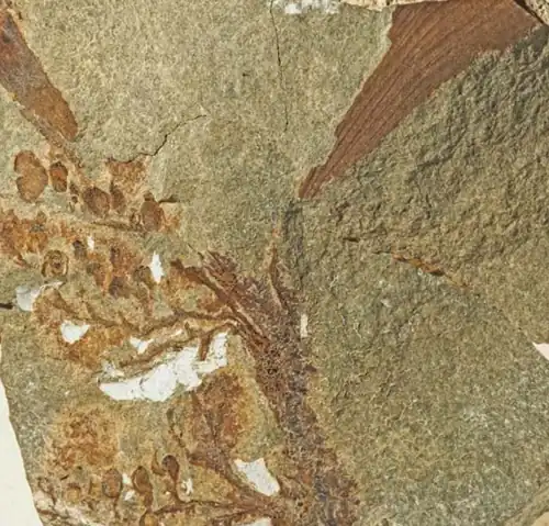 ♀K. vincularis, R. vincularis