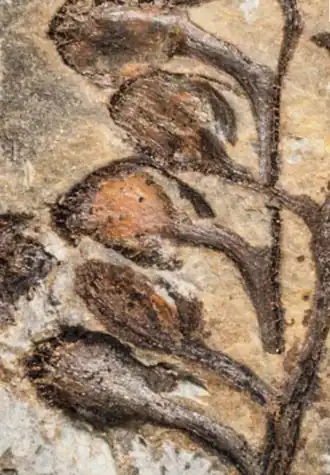 ♀K. vincularis