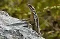 Kashmir Rock Agama can be found here.