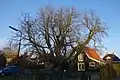 Chestnut tree