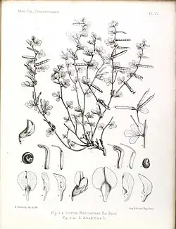 Illustration of the various parts of the plant including stem, slower and leaves
