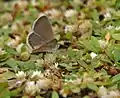With a dark grass blue (Zizeeria karsandra) in Hyderabad