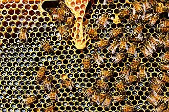 Arrays: honeycomb is a natural tessellation.