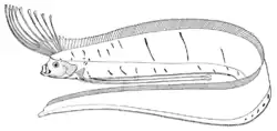 Giant oarfish