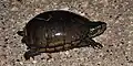 Mississippi mud turtle (Kinosternon subrubrum hippocrepis), Chambers County, Texas