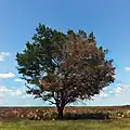 Oak