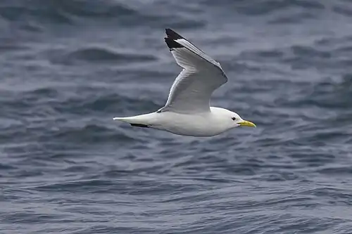 adult