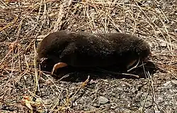Brown mole