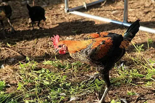 Another rooster