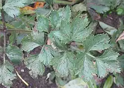 S. apiicola on celery leaf