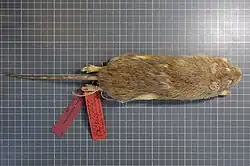 Dead brown rat