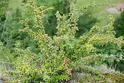 Habit