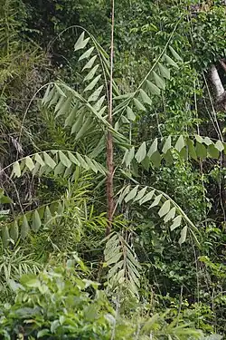 Korthalsia zippelii