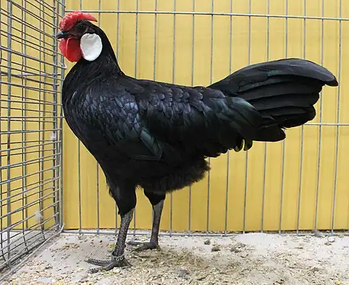 Rose-comb black hen