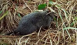 Gray rat