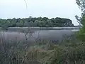 A body of water barely visible through shallow vegetation.