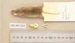 Dead brown mouse