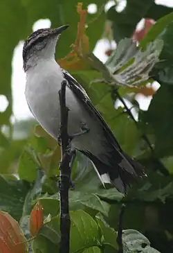 Nuku'alofa, Tonga
