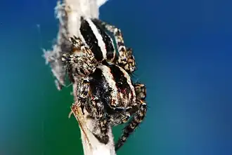 L. warchalowskii
