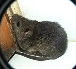 Brown rat