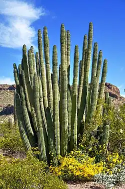 Plant growing in habitat along with Encelia farinosa in Ajo Mountain drive, Organ Pipe Cactus National Monument
