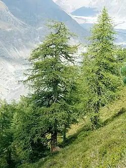 Larch trees