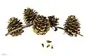 cones and seeds - museum specimen