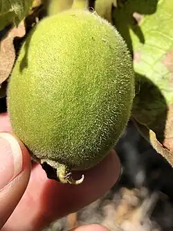 Fruit