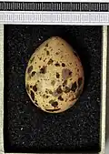 Egg, Collection Museum Wiesbaden