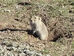 Brown vole