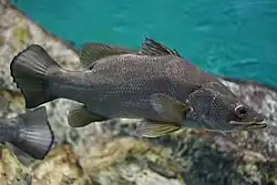 A grey fish, viewed from the side. Rocks and blue water are in the background.