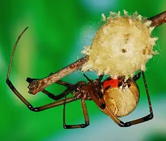 female with egg sac