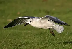 Vagrant in adult winter plumage in the UK in late 2005