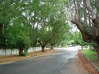 Camphor laurel trees along Laurel Avenue