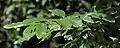 Leaves in Kolkata, West Bengal, India